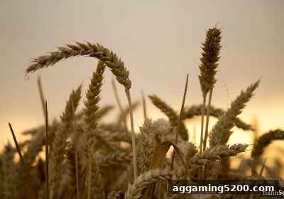捕鱼达人h5玩家必读：欧博真人平台风险保障活动完整攻略与避坑指南